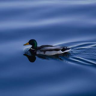 Ducks in water wallpaper