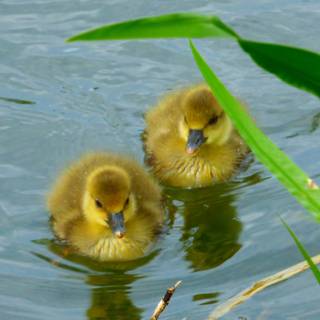 Ducks in water wallpaper