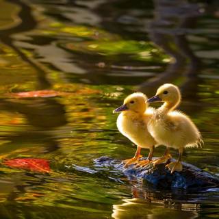 Ducks in water wallpaper