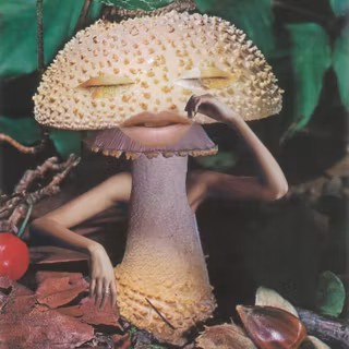 Aesthetic mushroom wallpaper