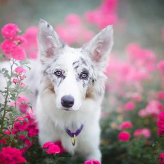 Dogs in flowers wallpaper
