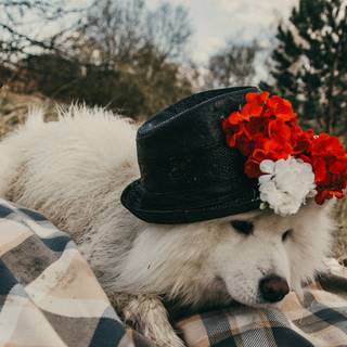 Dogs in flowers wallpaper