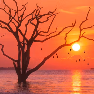 Red nature iPhone wallpaper