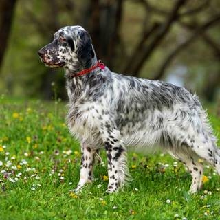 English Setter wallpaper