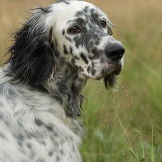 English Setter wallpaper