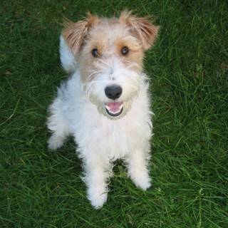 Fox Terrier wallpaper