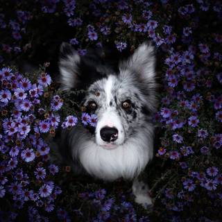 Purple dog wallpaper