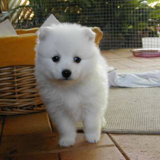 Indian Spitz wallpaper