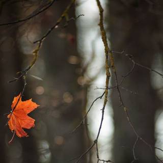 Autumn rain forest wallpaper