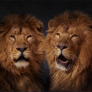 Two lions wallpaper