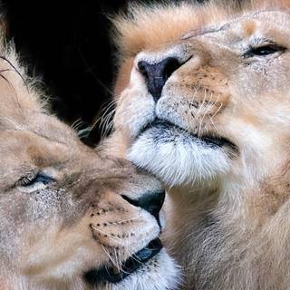 Two lions wallpaper