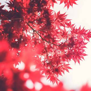 Red Japanese wallpaper