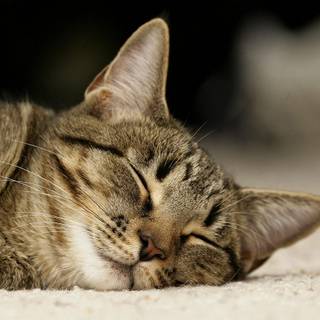 Domestic shorthair animal wallpaper