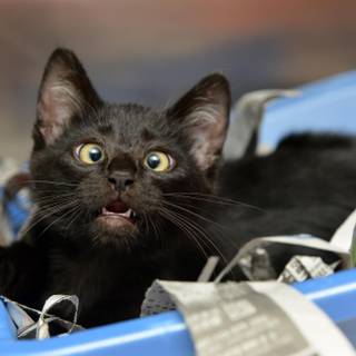 Domestic shorthair animal wallpaper