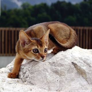 Abyssinian wallpaper
