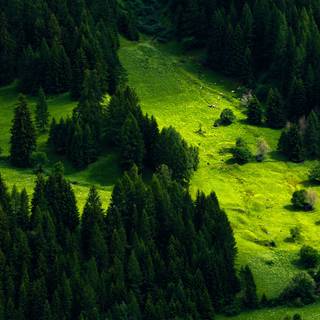 4k nature green wallpaper