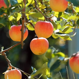 Apple garden wallpaper