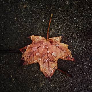 Autumn leaves dark wallpaper