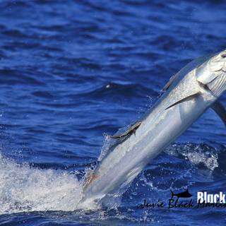 Marlin fish wallpaper