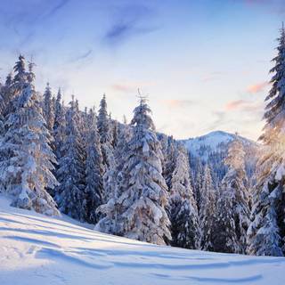 Winter moutain tree wallpaper