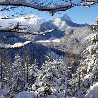 Winter moutain tree wallpaper