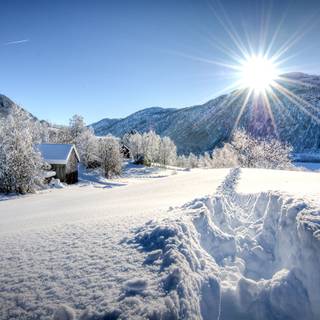 Winter moutain tree wallpaper