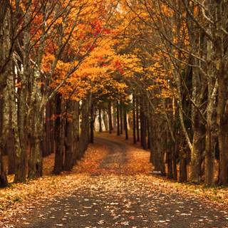 4k iPad autumn wallpaper