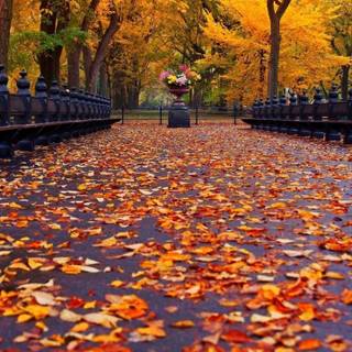 4k iPad autumn wallpaper