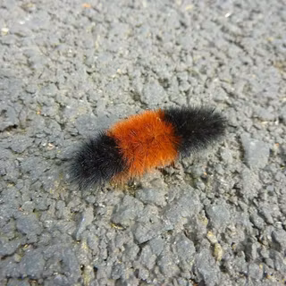 Woolly bear caterpillar wallpaper