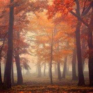 Foggy forest autumn wallpaper