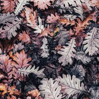 Autumn preppy wallpaper