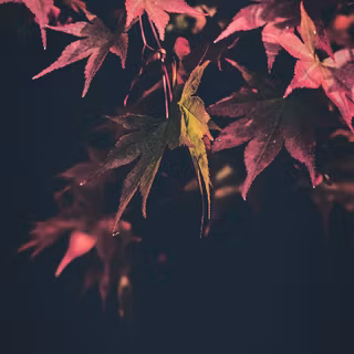 Autumn preppy wallpaper