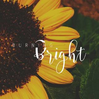 Sunflowers with quotes wallpaper