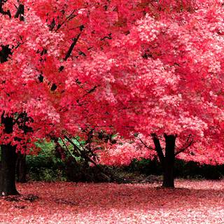 Pink autumn trees wallpaper