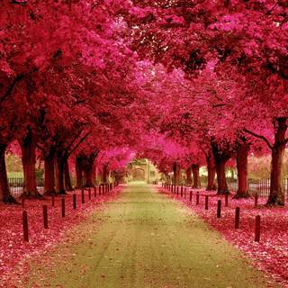 Pink autumn trees wallpaper