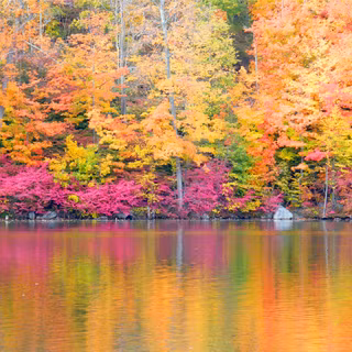 Pink autumn trees wallpaper