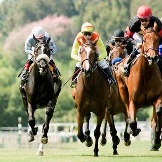 Horse sports wallpaper