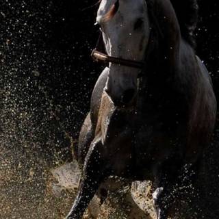 Horse sports wallpaper