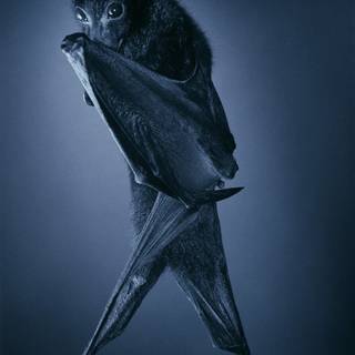 Vampire bat wallpaper