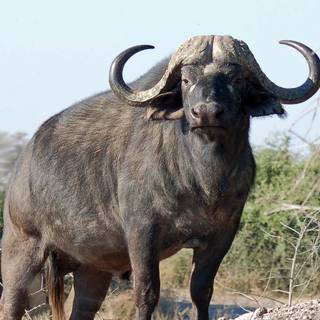 Cape buffalo wallpaper