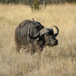 Cape buffalo wallpaper