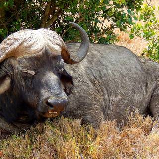 Cape buffalo wallpaper