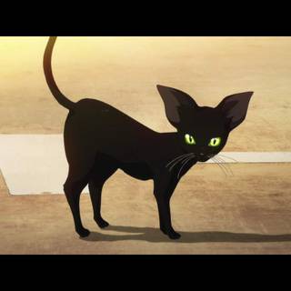 Your Lie in April black cat wallpaper