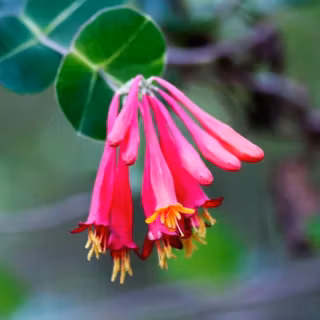 Honeysuckle aesthetic wallpaper