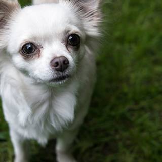 Long hair Chihuahuas wallpaper