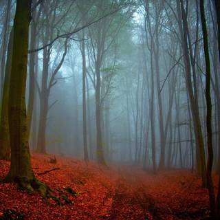 Schwarzwald wallpaper