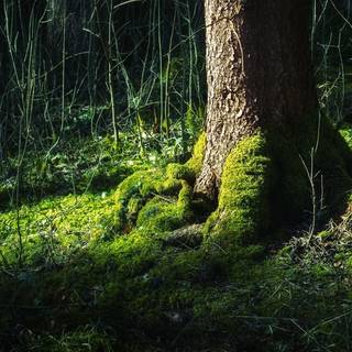 Schwarzwald wallpaper