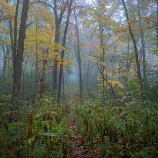 Indian forest wallpaper