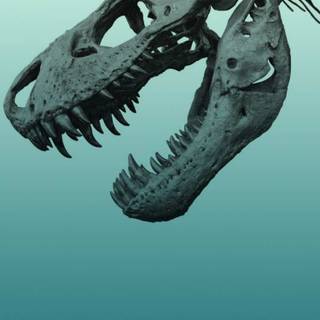 Dinosaur skeleton wallpaper