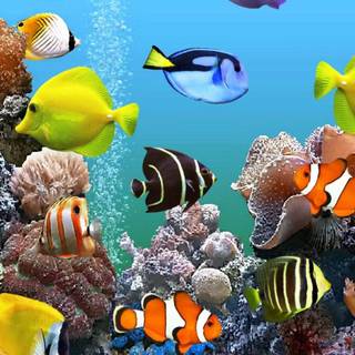 Marine fish wallpaper